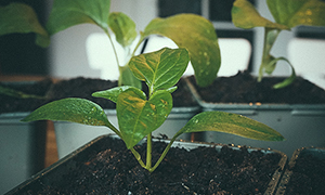 Paprika ’Mavras’ med hjärtblad vid stjälkbasen och två bladpar med karaktärsblad.